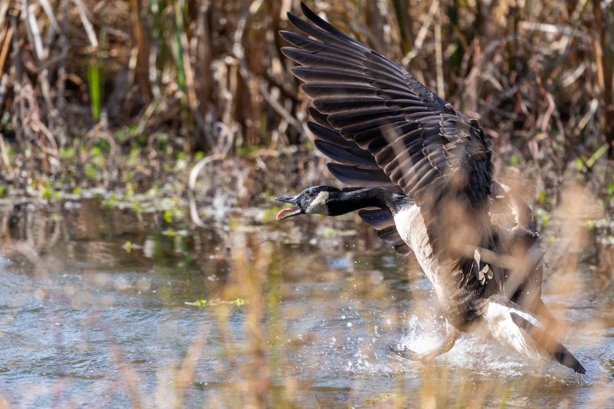 Canada Goose - ML645441631