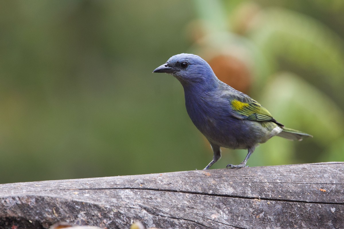 Golden-chevroned Tanager - ML645441632