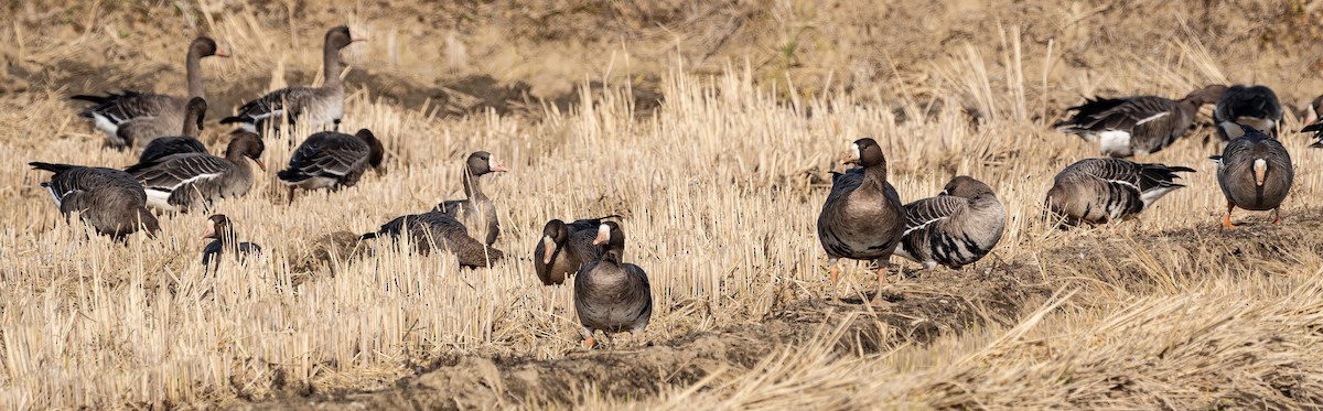 Greater White-fronted Goose - ML645441634