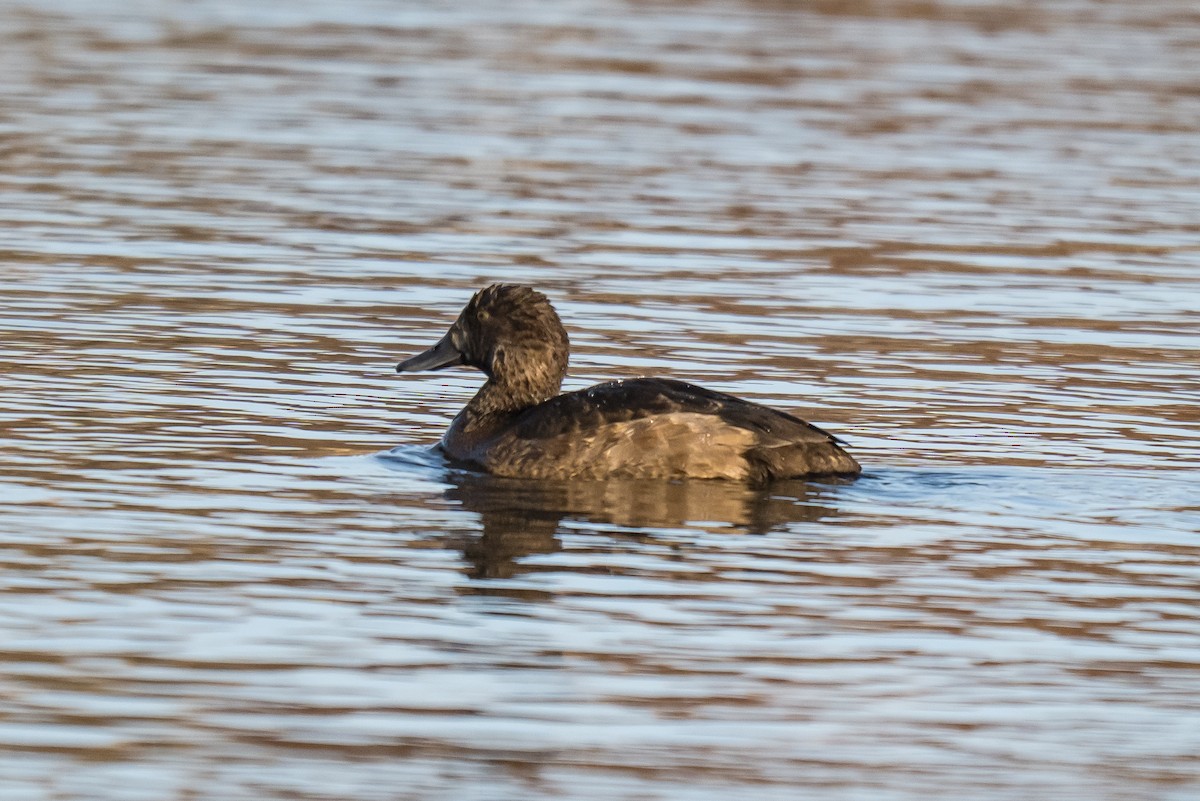 Greater Scaup - ML645441635