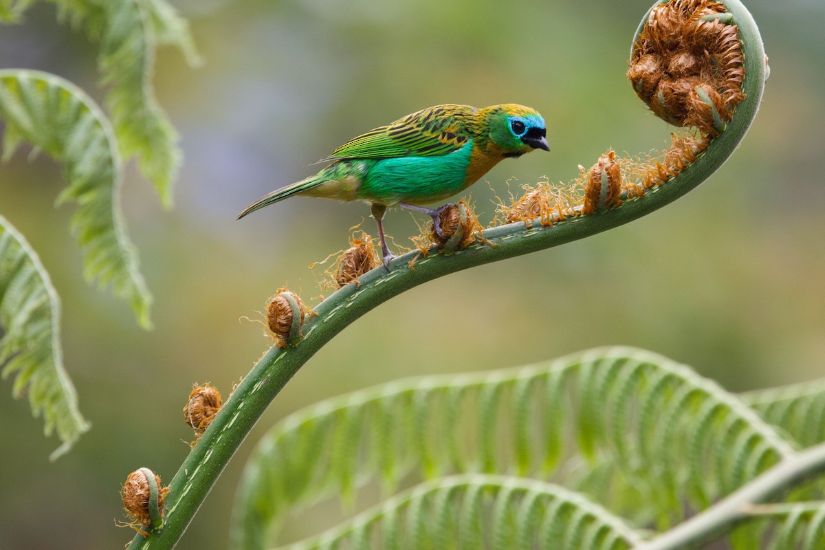 Brassy-breasted Tanager - ML645441636