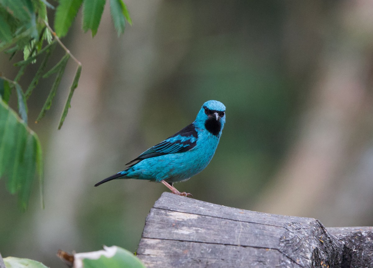 Blue Dacnis - ML645441640