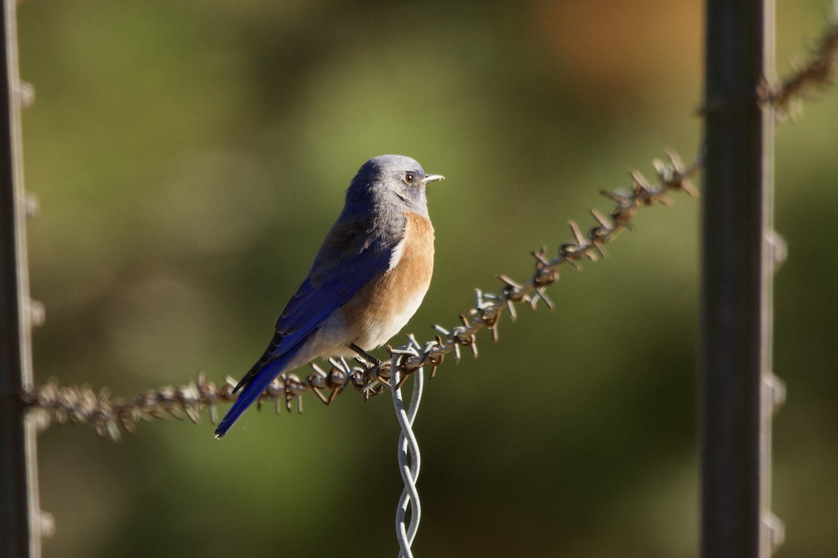 Western Bluebird - ML645441664
