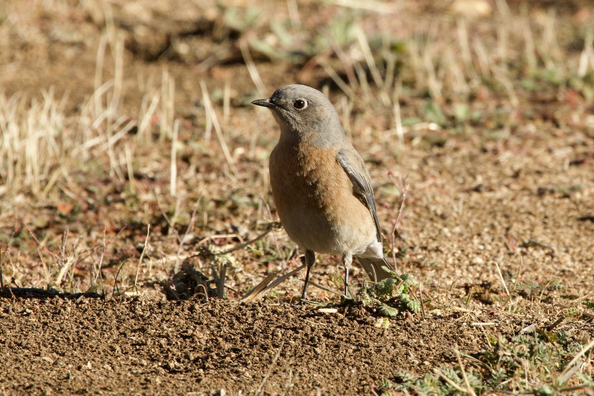 Western Bluebird - ML645441665