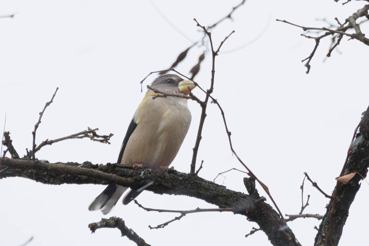 Evening Grosbeak - ML645441671