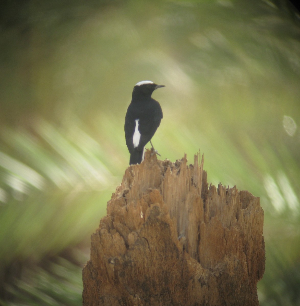 White-crowned Wheatear - ML645441677