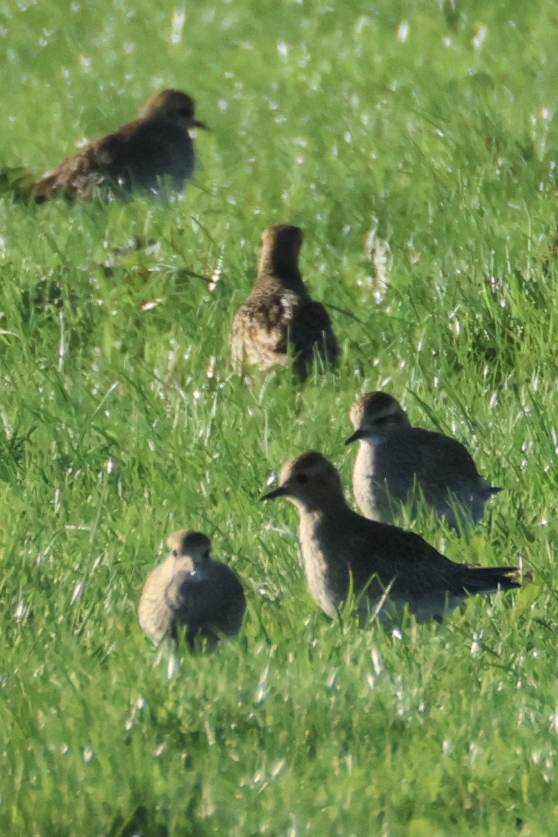 Сивка звичайна - ML645441692