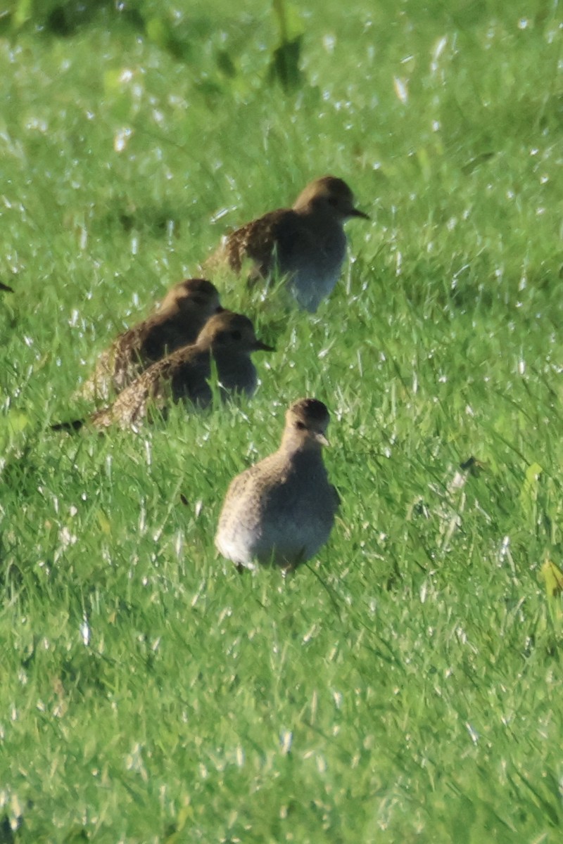 Сивка звичайна - ML645441693