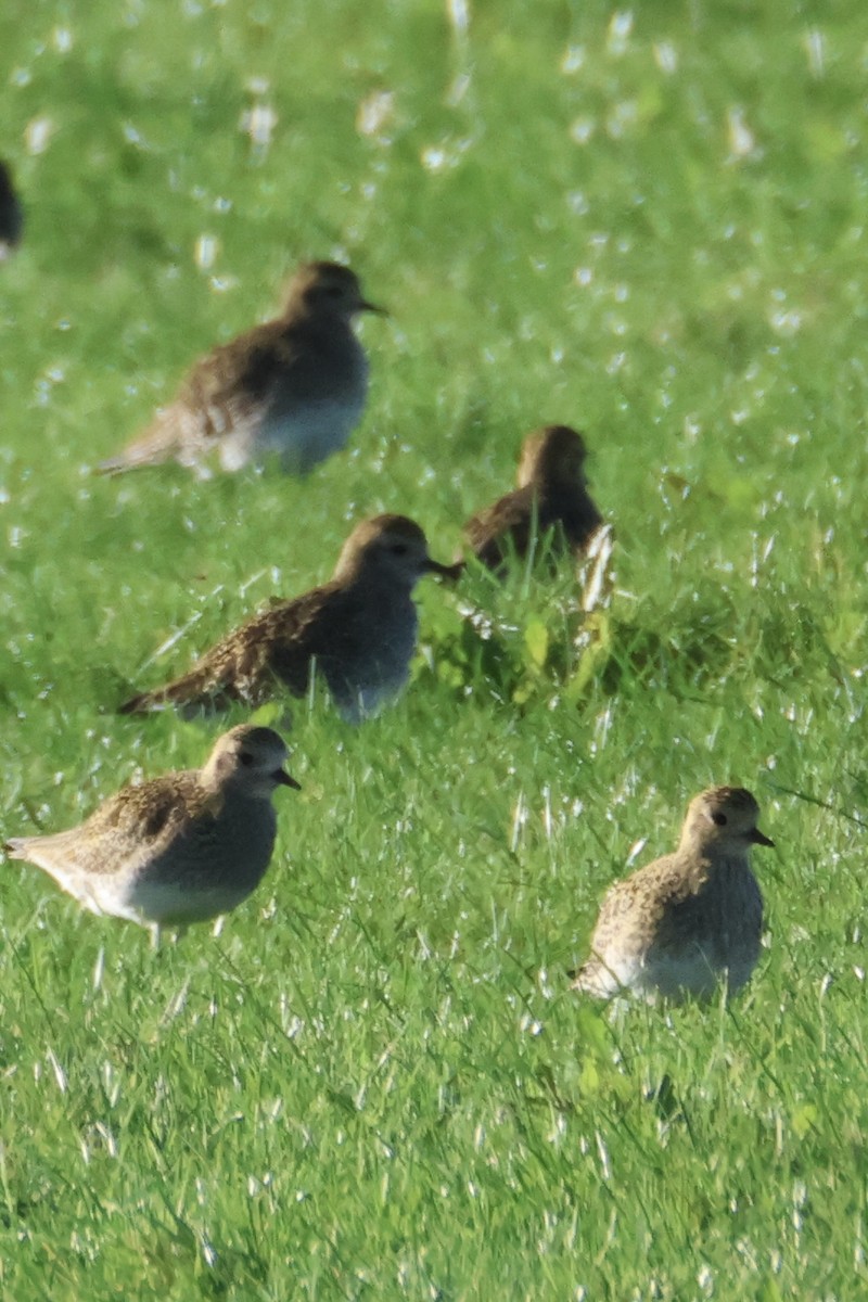 Сивка звичайна - ML645441694