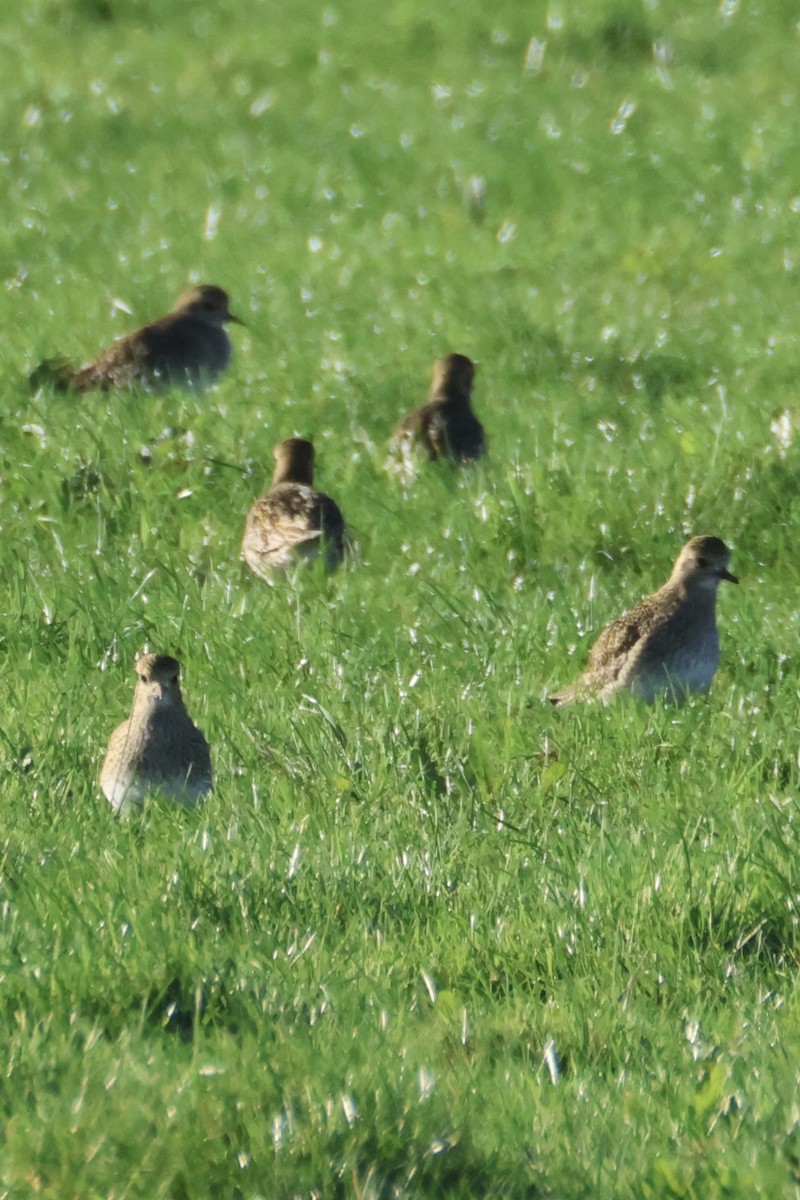 Сивка звичайна - ML645441695