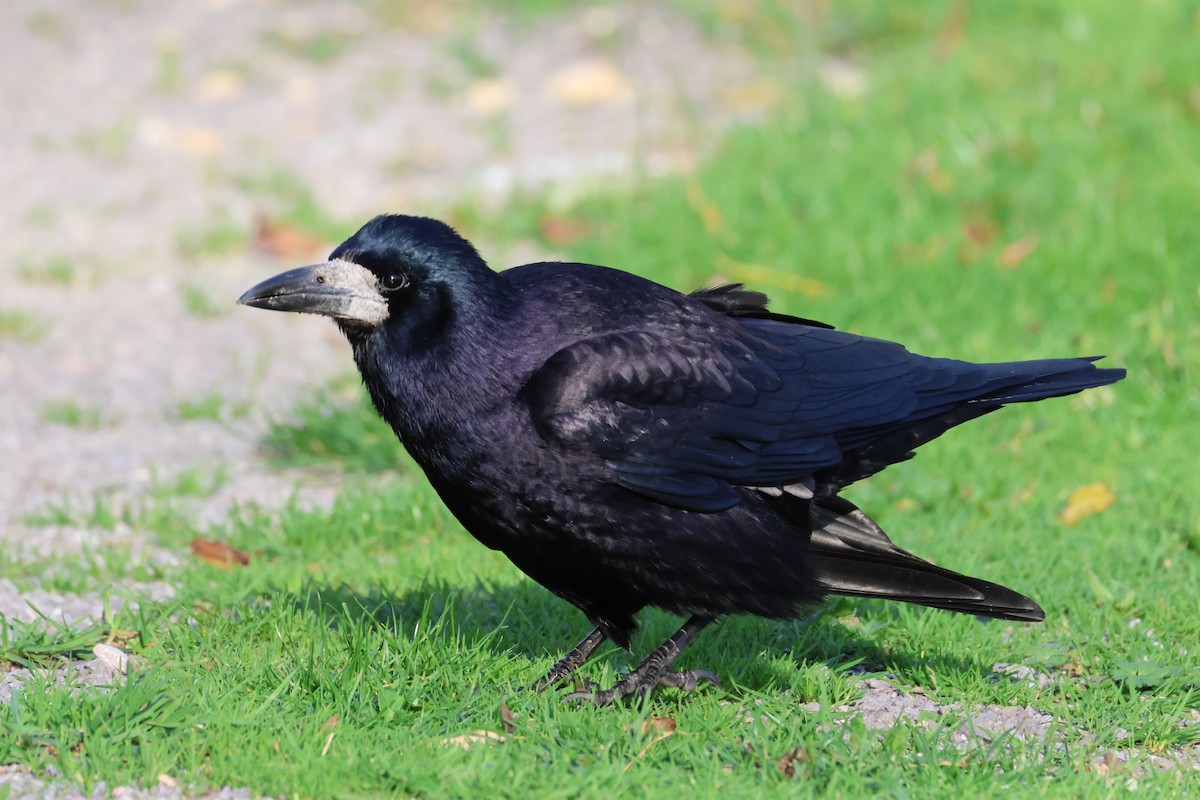 Ekin Kargası - ML645441700