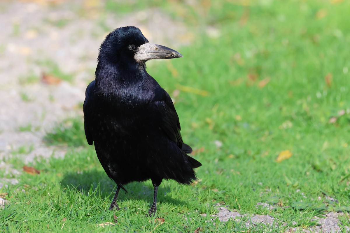 Ekin Kargası - ML645441702