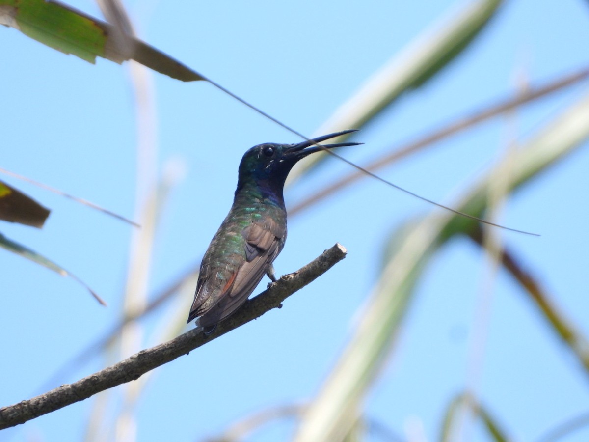 Black-throated Mango - ML645441710