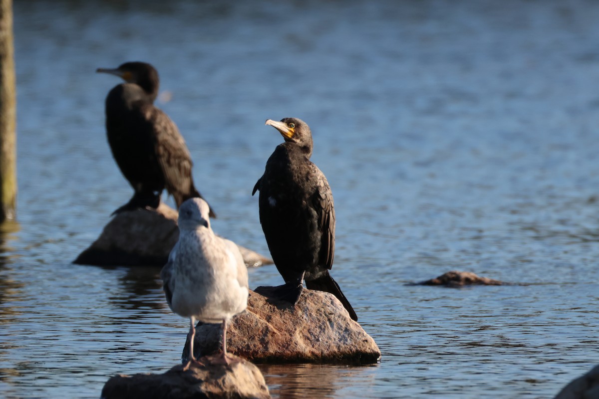 Kormoran - ML645441716