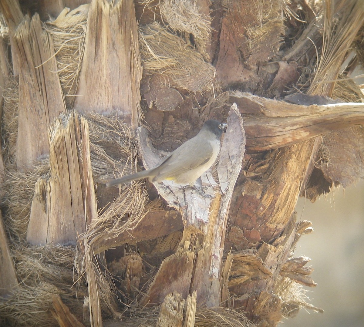 White-spectacled Bulbul - ML645441717