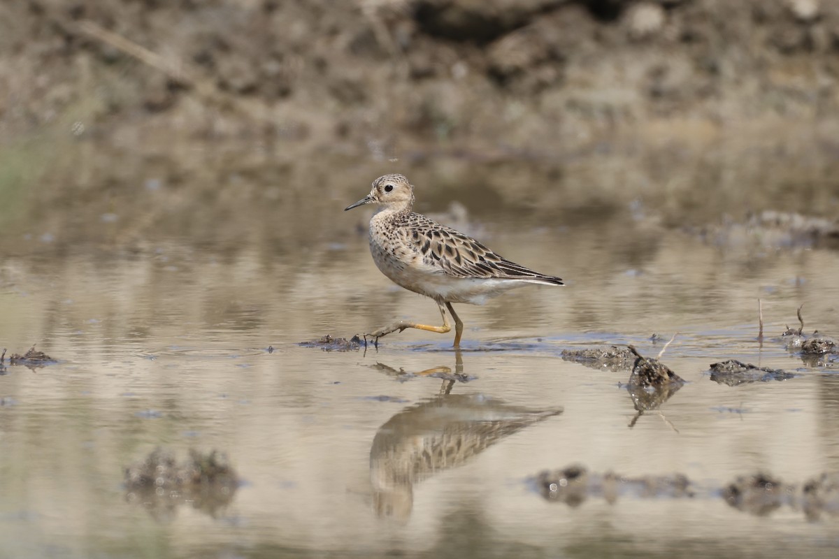 Buff-breasted Sandpiper - ML645441718