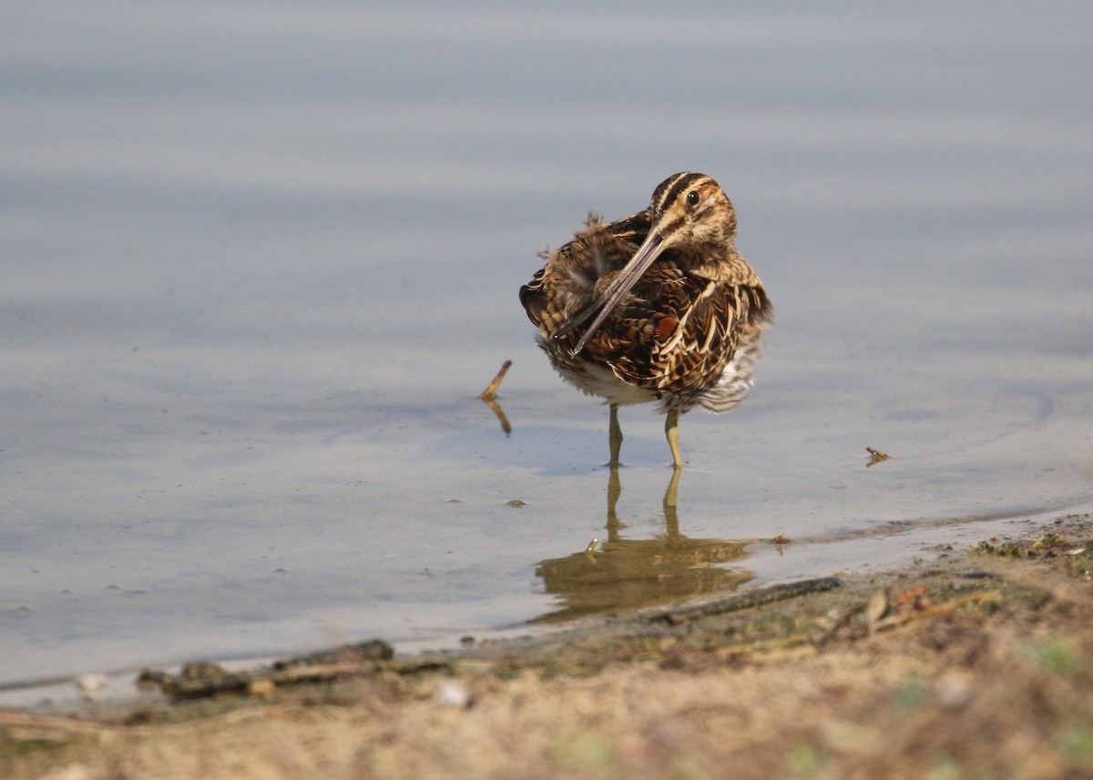 Common Snipe - ML645441725