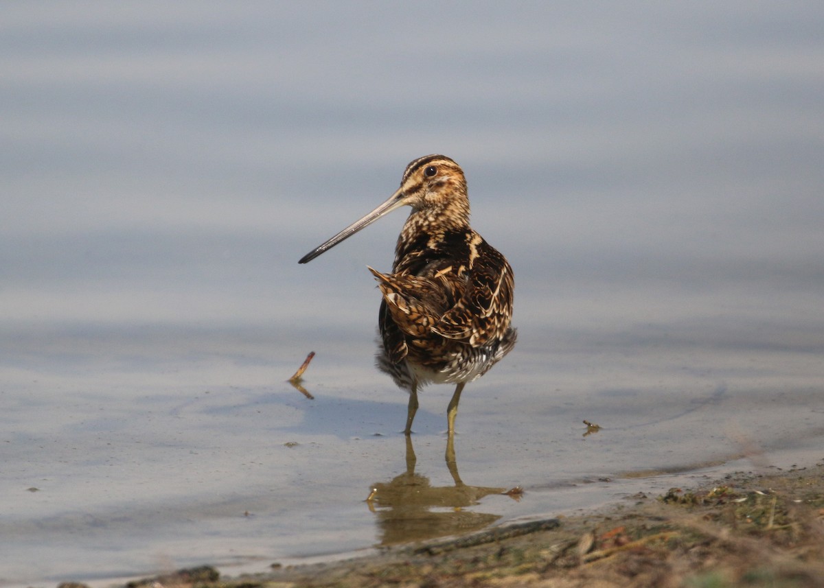 Common Snipe - ML645441727
