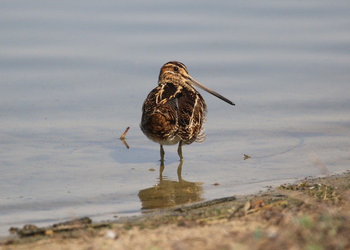 Common Snipe - ML645441728