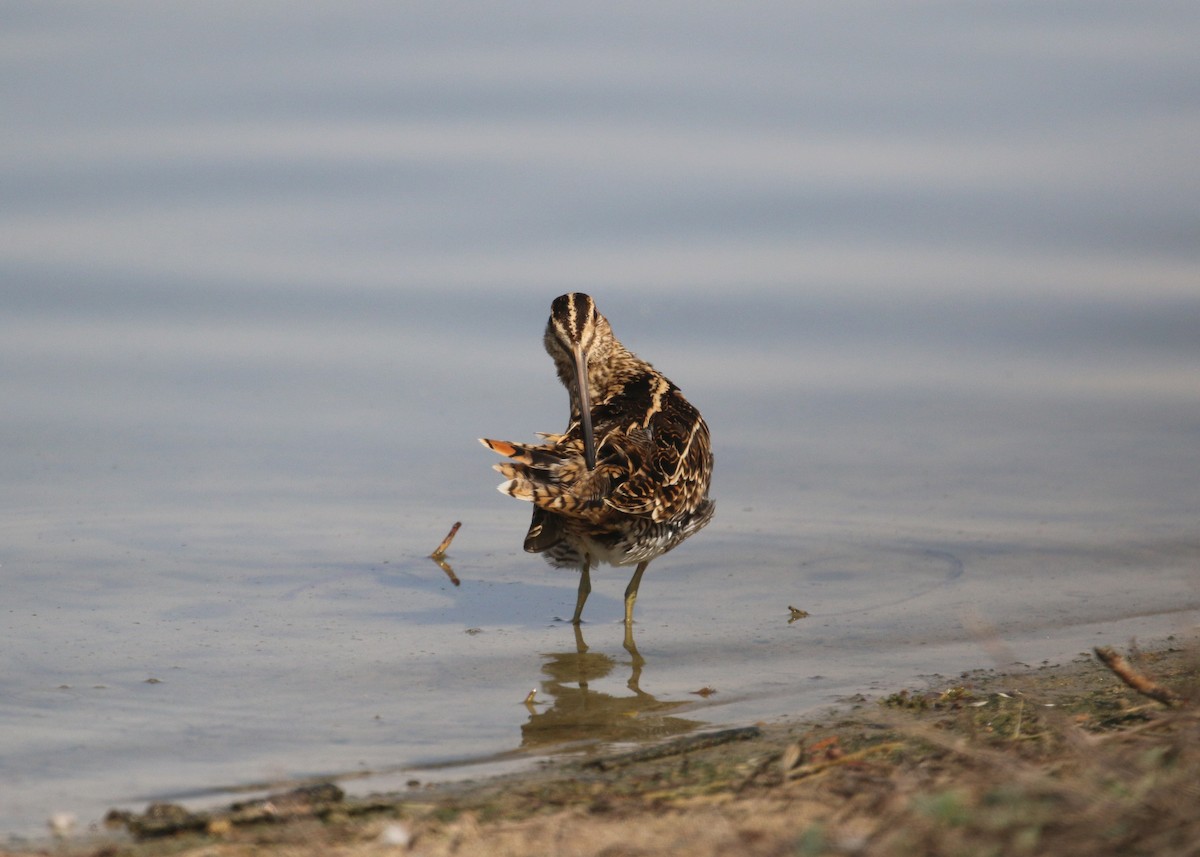 Common Snipe - ML645441729