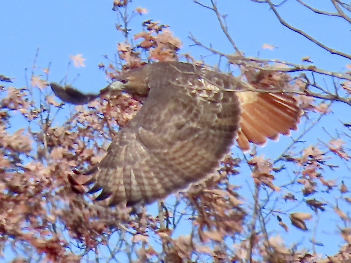 Red-tailed Hawk - ML645441730