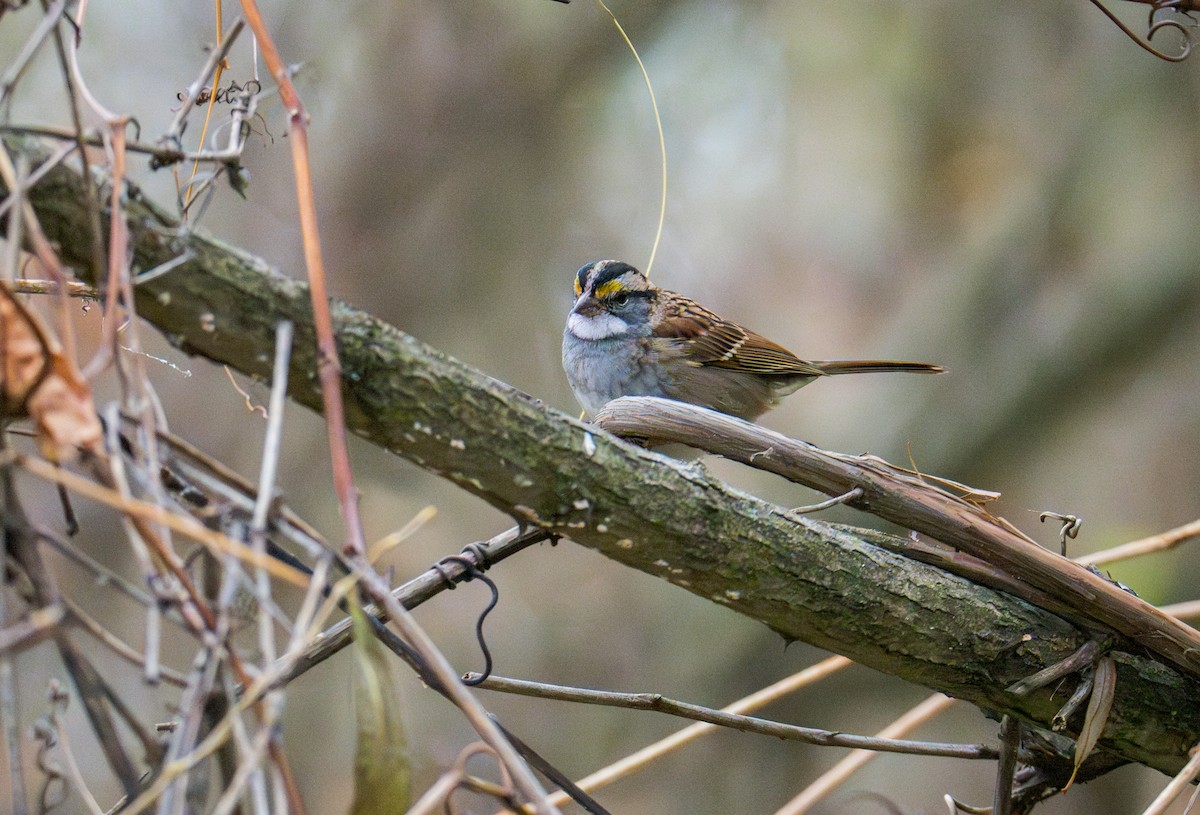 White-throated Sparrow - ML645441734
