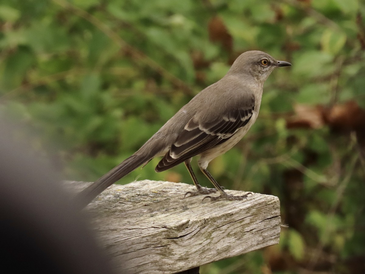 Northern Mockingbird - ML645441740