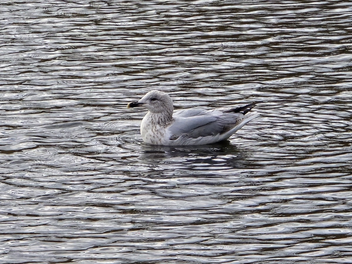 Мөнгөлөг цахлай - ML645441746