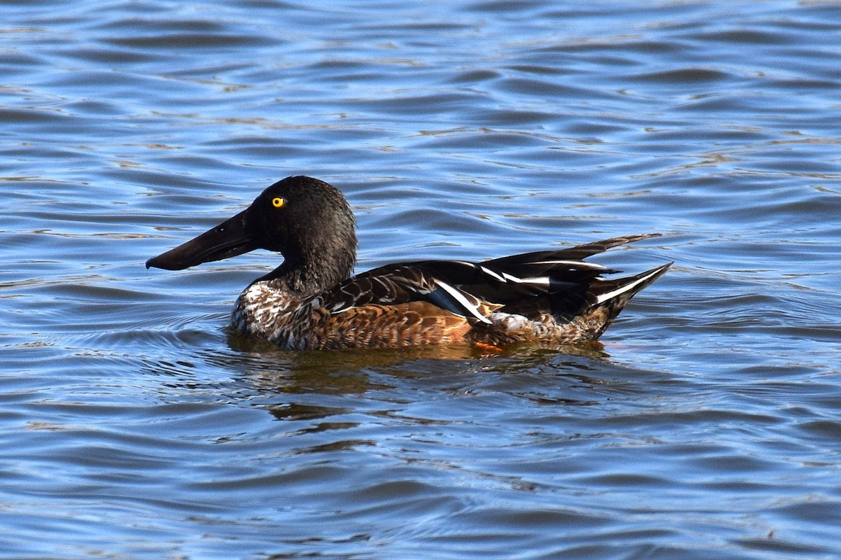 Northern Shoveler - ML645441747