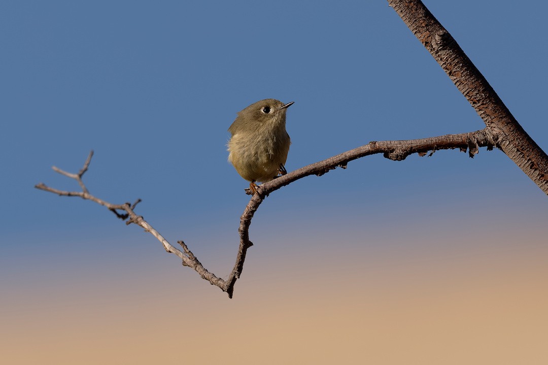 Ruby-crowned Kinglet - ML645441748