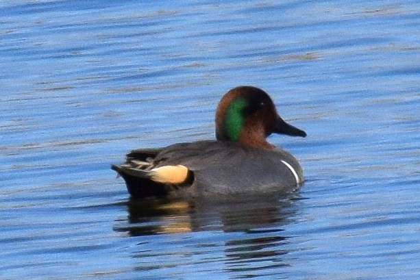 Green-winged Teal - ML645441759