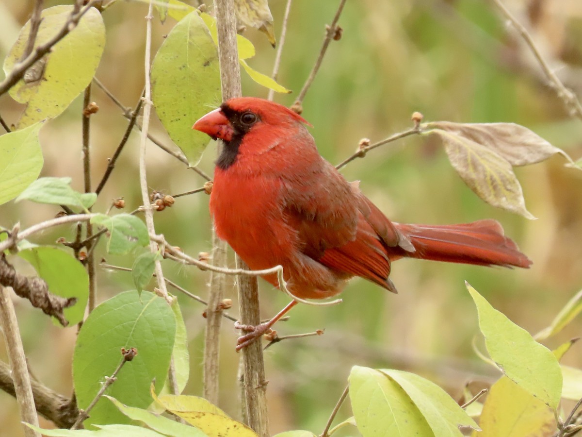 Kardinal arrunta - ML645441761