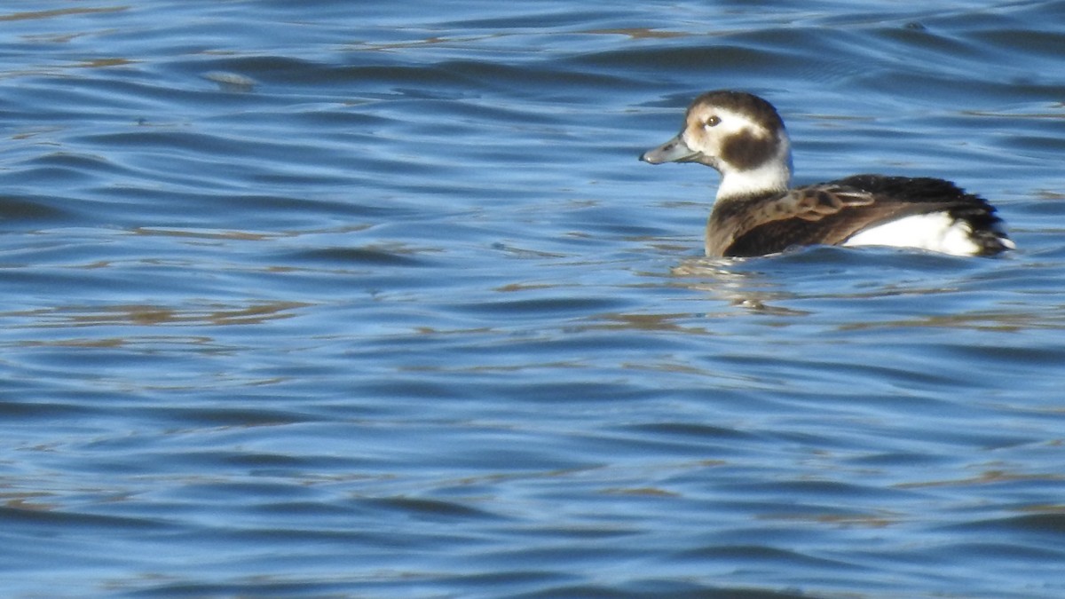 Long-tailed Duck - ML645441768