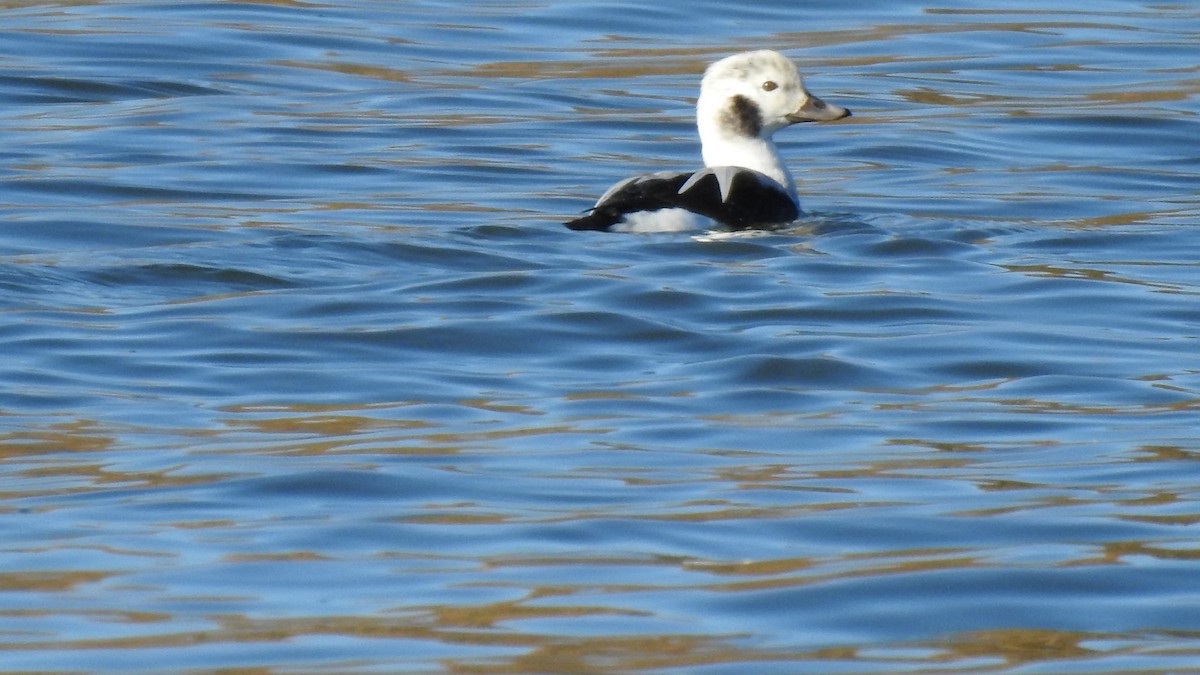 Long-tailed Duck - ML645441771