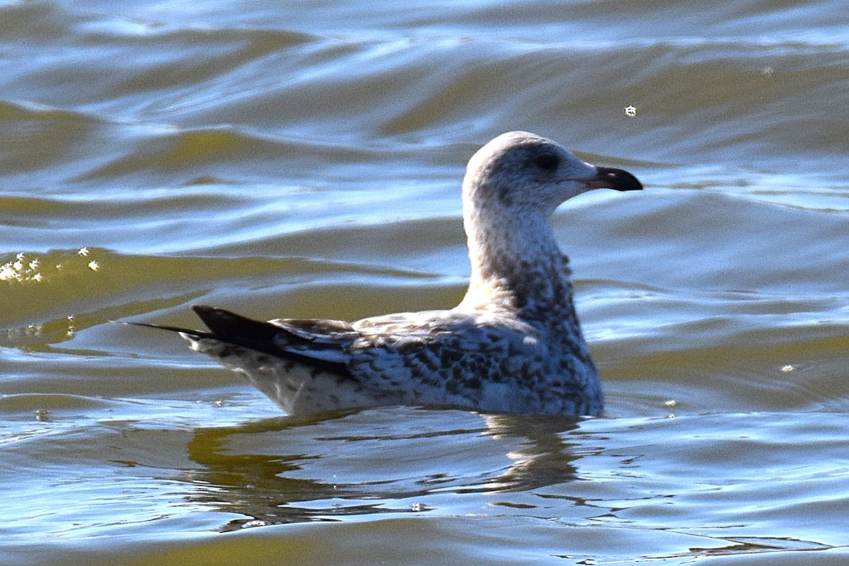 Ring-billed Gull - ML645441781
