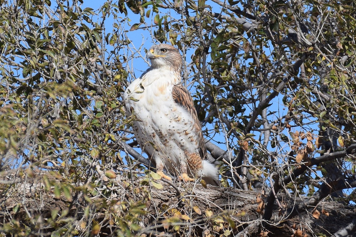 Ferruginous Hawk - ML645441791