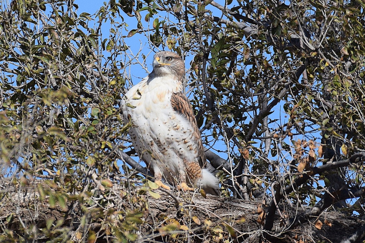 Ferruginous Hawk - ML645441792
