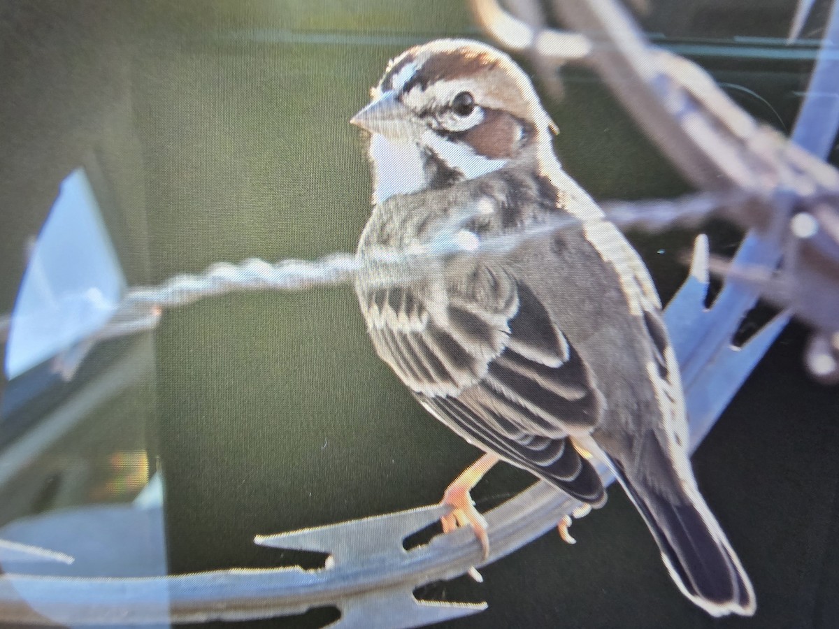 Lark Sparrow - ML645441793