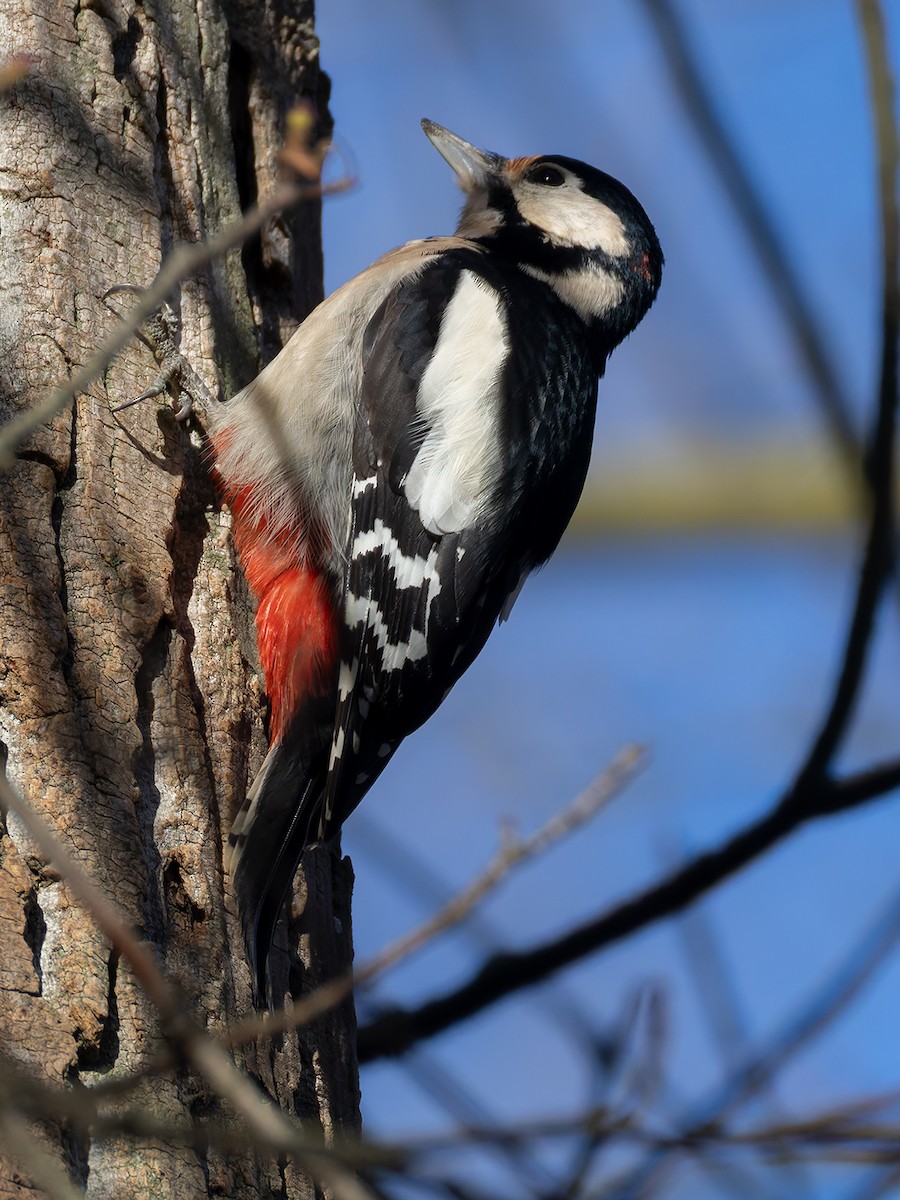 Great Spotted Woodpecker - ML645441797