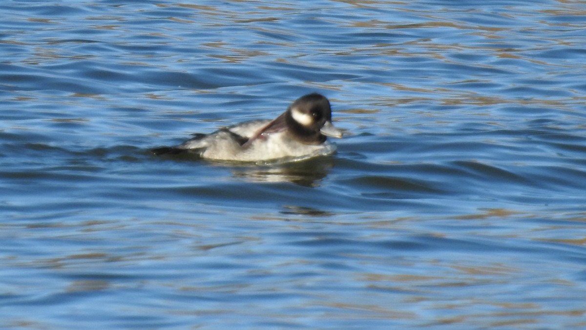 Bufflehead - ML645441798