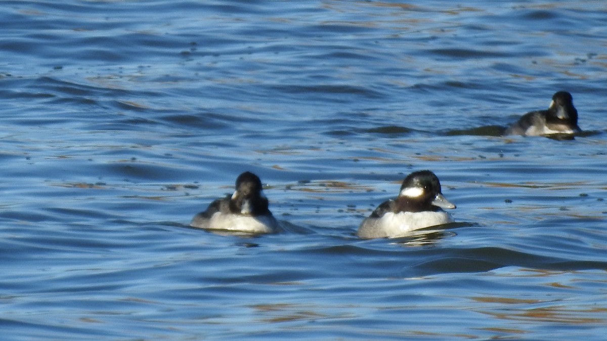 Bufflehead - ML645441799