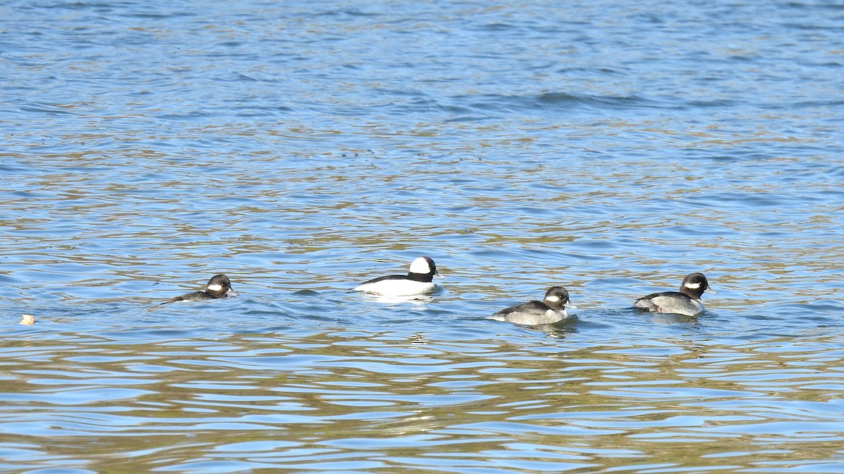 Bufflehead - ML645441800