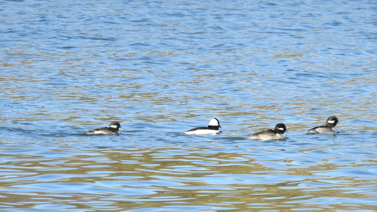 Bufflehead - ML645441801