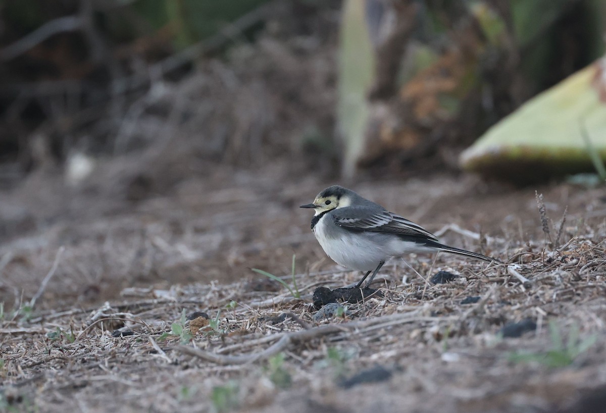 konipas bílý - ML645441802