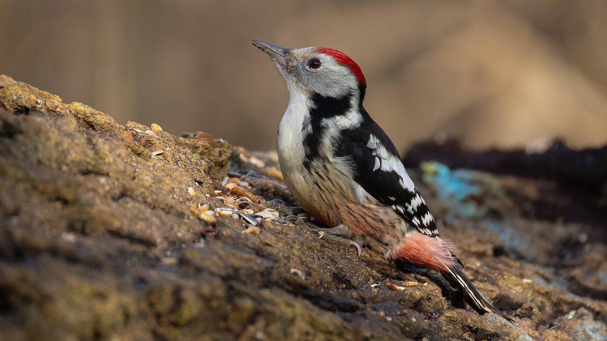 Middle Spotted Woodpecker - ML645441803