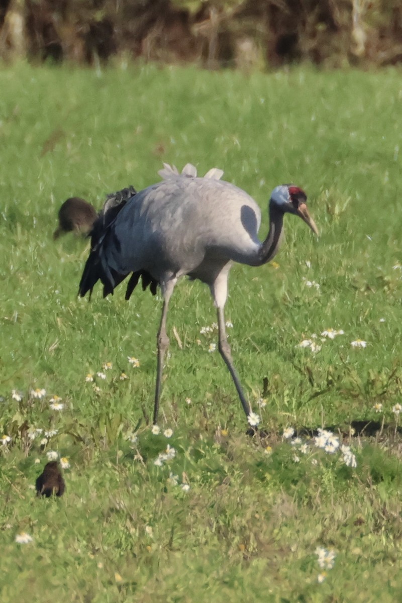 灰鶴 - ML645441804