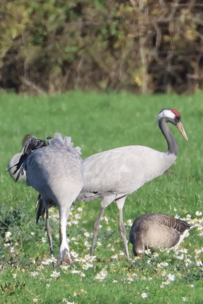 灰鶴 - ML645441806