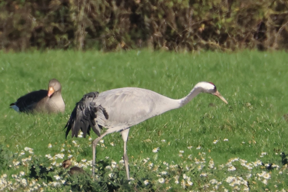 灰鶴 - ML645441807