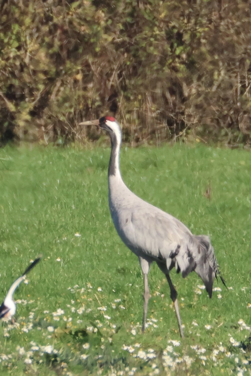 灰鶴 - ML645441809