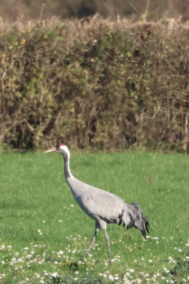 灰鶴 - ML645441810